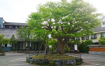 槐（延寿）の樹