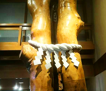 樹齢800年の御神木に、大相撲元横綱 武蔵丸寄贈の綱。