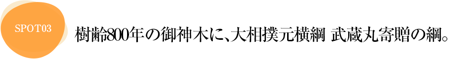 樹齢800年の御神木に、大相撲元横綱 武蔵丸寄贈の綱。